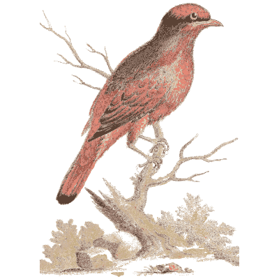 Red bird on a bare branch - A Natural History of Uncommon Birds - 1743
