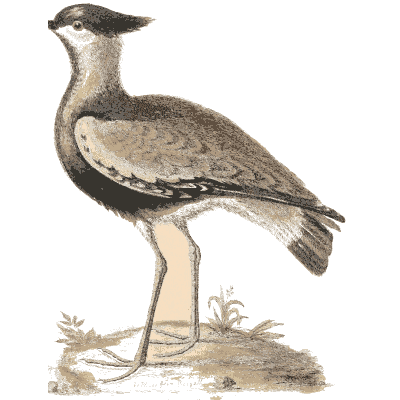 Crested long legged plover - A Natural History of Uncommon Birds - 1743
