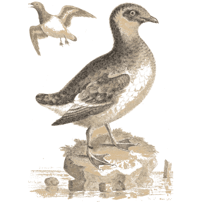 Seabird on a rock with a gull in flight - A Natural History of Uncommon Birds - 1743