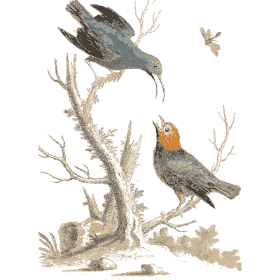 Blue bird and orange headed bird on a dead branch - A Natural History of Uncommon Birds - 1743