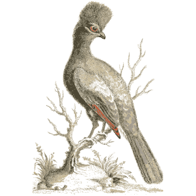 Crested long tailed bird on a branch - A Natural History of Uncommon Birds - 1743