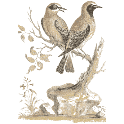 Pair of songbirds on a berried branch 02 - A Natural History of Uncommon Birds - 1743