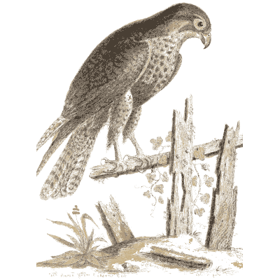 Hawk on a broken fence 02 - A Natural History of Uncommon Birds - 1743