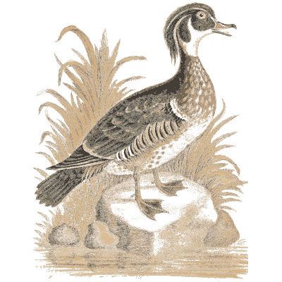 Wood duck among reeds 02 - A Natural History of Uncommon Birds - 1743