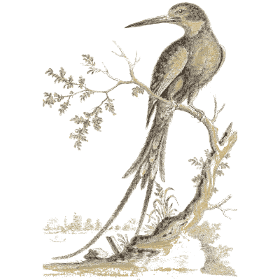 Long tailed hummingbird 02 - A Natural History of Uncommon Birds - 1743