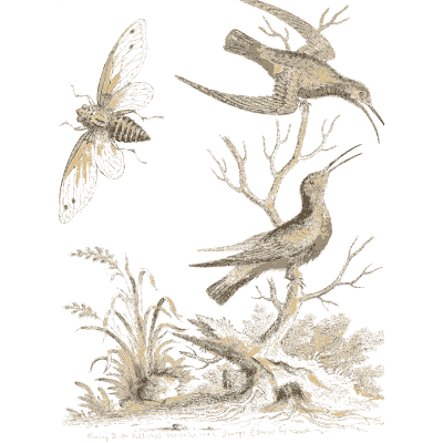 Three small birds and a moth - A Natural History of Uncommon Birds - 1743