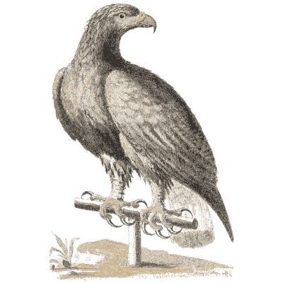 Eagle on a perch with jesses - A Natural History of Uncommon Birds - 1743