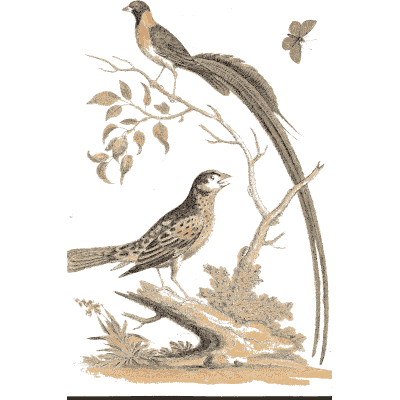Birds with trailing tail plumes 02 - A Natural History of Uncommon Birds - 1743