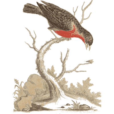 Red throated bird on a curved branch - A Natural History of Uncommon Birds - 1743