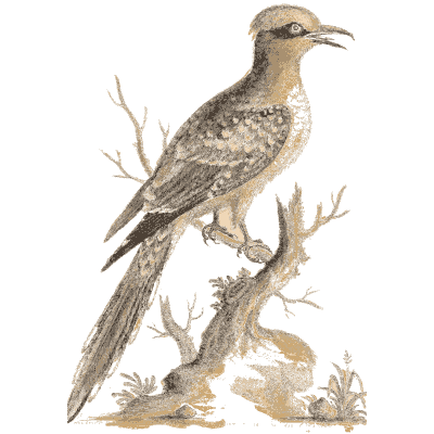 Spotted long tailed bird on a branch - A Natural History of Uncommon Birds - 1743