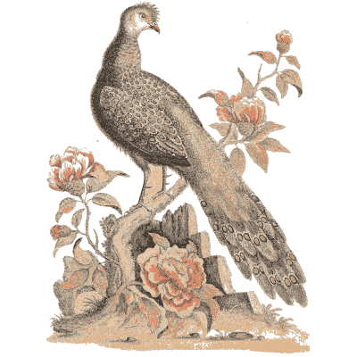 Crested pheasant with roses 02 - A Natural History of Uncommon Birds - 1743