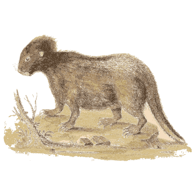 Small furred mammal on a rock - A Natural History of Uncommon Birds - 1743