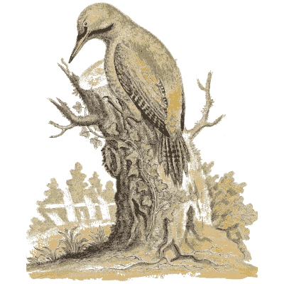 Woodpecker on a tree trunk 02 - A Natural History of Uncommon Birds - 1743