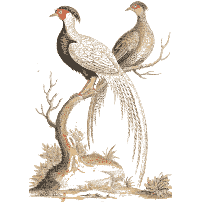 Pair of long tailed crested birds 02 - A Natural History of Uncommon Birds - 1743