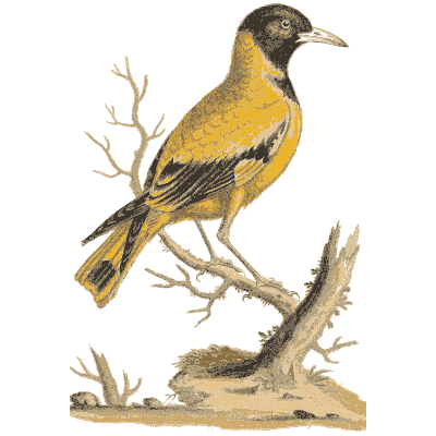 Yellow and black oriole - A Natural History of Uncommon Birds - 1743