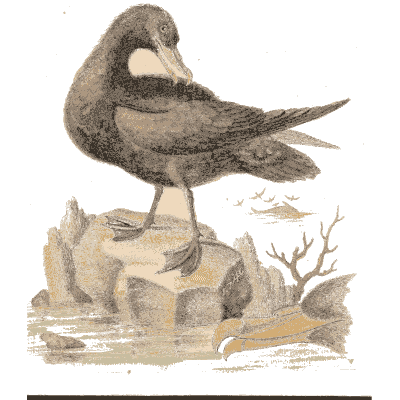Dark tern preening on rocks - A Natural History of Uncommon Birds - 1743