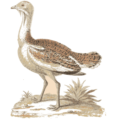 Bustard with a study of its head - A Natural History of Uncommon Birds - 1743