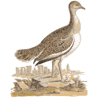 Bustard standing on broken ground - A Natural History of Uncommon Birds - 1743