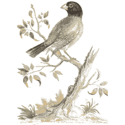 Dark headed finch on a leafy branch - A Natural History of Uncommon Birds - 1743