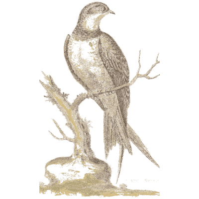 Fork tailed bird on a bough 02 - A Natural History of Uncommon Birds - 1743
