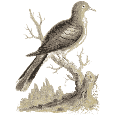 Pale headed dark bird on a branch - A Natural History of Uncommon Birds - 1743