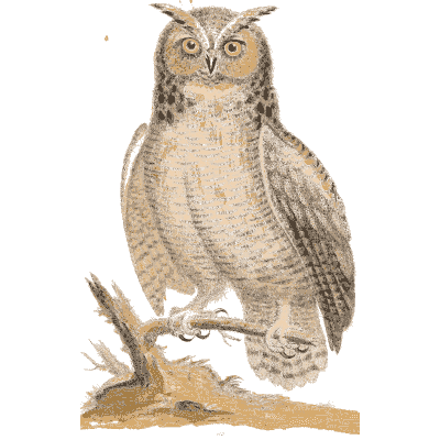 Horned owl on a branch - A Natural History of Uncommon Birds - 1743