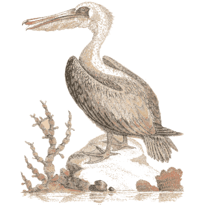 Pelican on a waterside rock 02 - A Natural History of Uncommon Birds - 1743