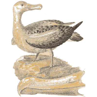 Heavy seabird on a rock 02 - A Natural History of Uncommon Birds - 1743