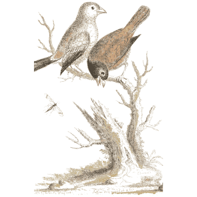 Two small birds on a dead tree - A Natural History of Uncommon Birds - 1743