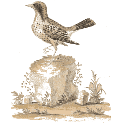 Speckled thrush on a rock 02 - A Natural History of Uncommon Birds - 1743