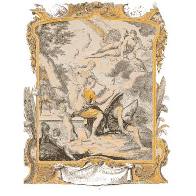 Gilt cartouche with a figure scene - A Natural History of Uncommon Birds - 1743