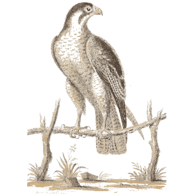Falcon on a wooden rail 02 - A Natural History of Uncommon Birds - 1743