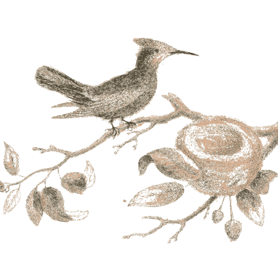 Bird on a fruiting branch with its nest - A Natural History of Uncommon Birds - 1743