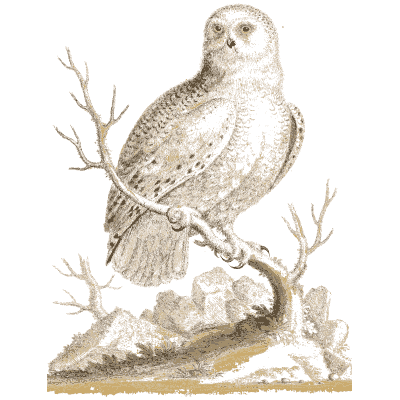 Pale owl on a branch 02 - A Natural History of Uncommon Birds - 1743