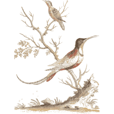 Red hummingbird with a long tail - A Natural History of Uncommon Birds - 1743
