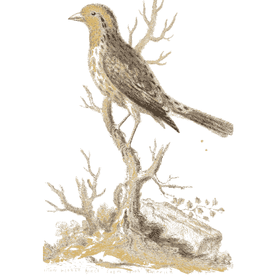 Speckled songbird with a yellow crown - A Natural History of Uncommon Birds - 1743
