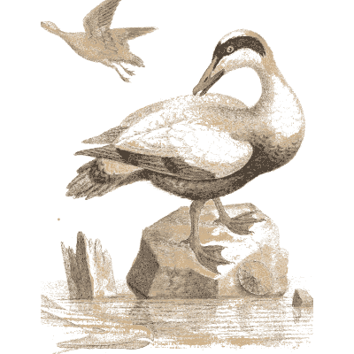 Goose preening on a rock - A Natural History of Uncommon Birds - 1743