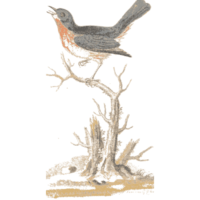 Blue backed orange breasted bird - A Natural History of Uncommon Birds - 1743