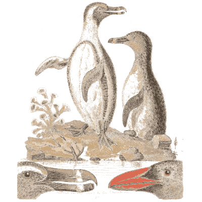 Three penguins on a stony shore 02 - A Natural History of Uncommon Birds - 1743