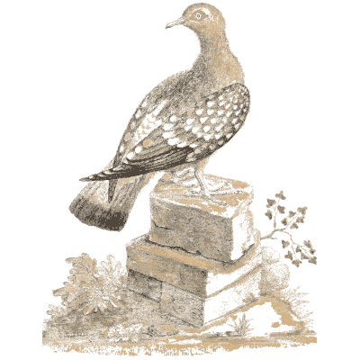 Spotted pigeon on stone blocks 02 - A Natural History of Uncommon Birds - 1743