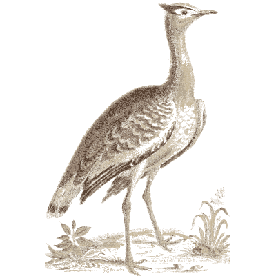 Crested bustard on open ground - A Natural History of Uncommon Birds - 1743