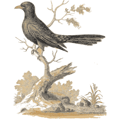 Black long tailed bird on a stump - A Natural History of Uncommon Birds - 1743