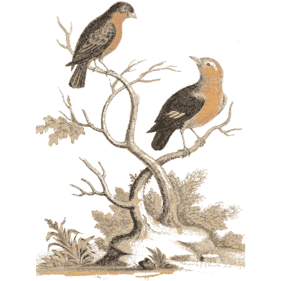 Pair of finches on a looping branch 02 - A Natural History of Uncommon Birds - 1743