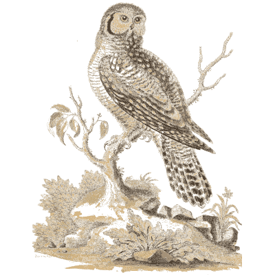 Spotted round headed owl - A Natural History of Uncommon Birds - 1743