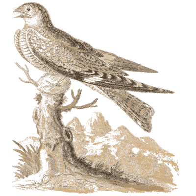Hawk on a tree stump 02 - A Natural History of Uncommon Birds - 1743