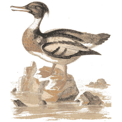 Crested merganser on rocks 02 - A Natural History of Uncommon Birds - 1743