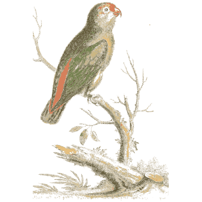 Green parrot on a branch - A Natural History of Uncommon Birds - 1743