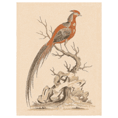 Golden pheasant with a long tail - A Natural History of Uncommon Birds - 1743