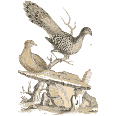 Pair of pigeons on a stone slab 02 - A Natural History of Uncommon Birds - 1743