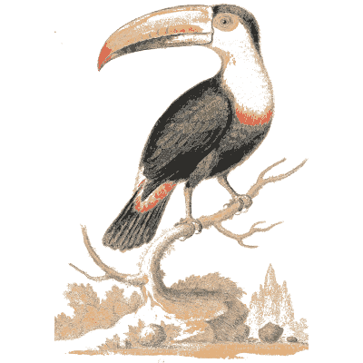 Toucan on a bare branch 02 - A Natural History of Uncommon Birds - 1743